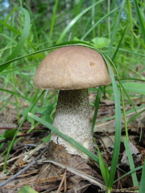 Грибной конкурс: выберите красивейшего подберезовика и подосиновика