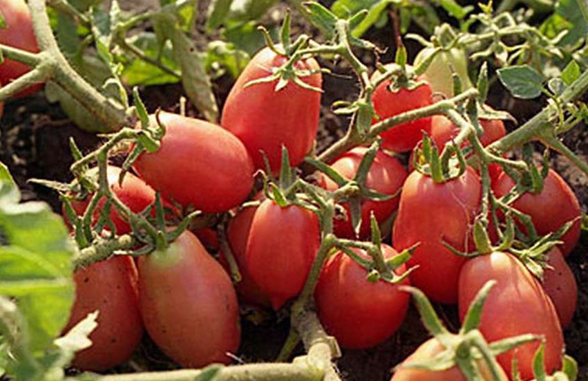 Томаты на любой вкус: 7 стойких сортов для надёжного урожая