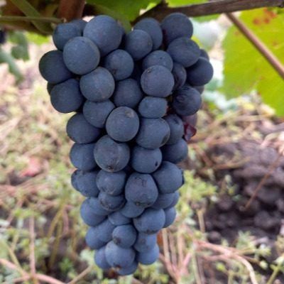 Пино Фран: французская классика с гармоничным вкусом и ранним урожаем