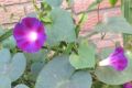 ��� ������ ���� ������������: ������ ������ ��������� ��������������� �� ������ �� ����