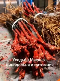 Усадьба Маскага: новые горизонты винного туризма